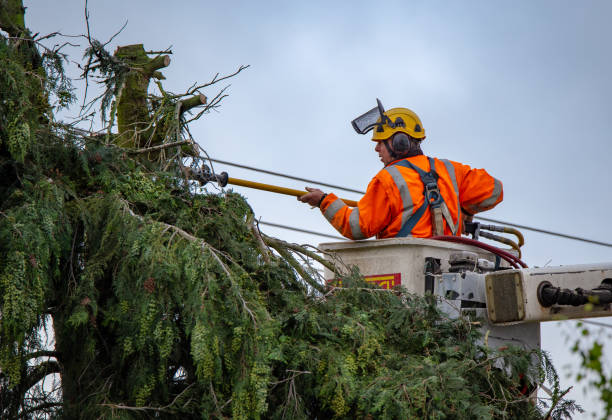 Best Storm Damage Tree Cleanup  in USA